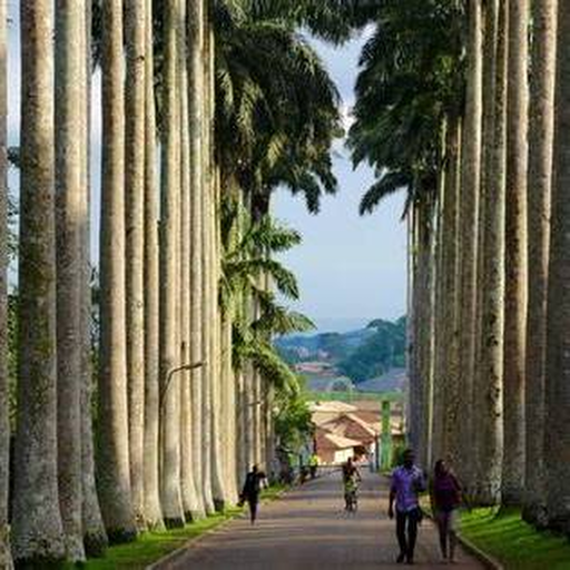 Tree-lined road in Aburi Botanical Gardens